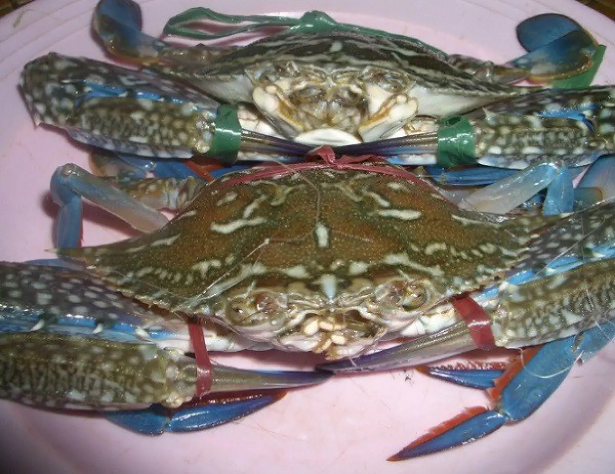cách chọn ghẹ ngon, không ốp