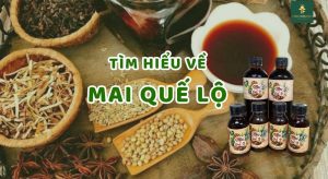 mai quế lộ là gì? tìm hiểu về rượu mai quế lộ